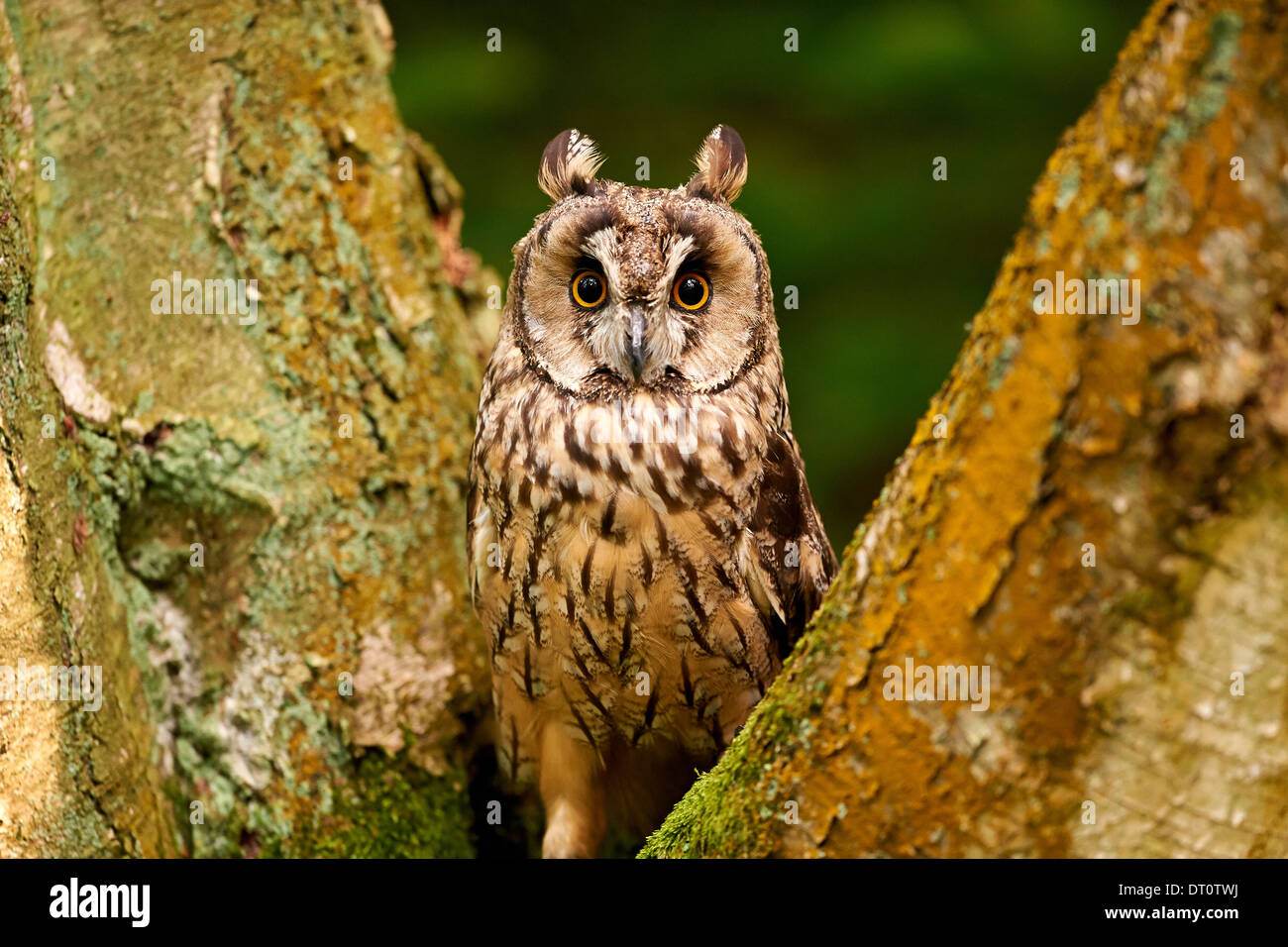 Ein Uhu sitzt in einem Baum Stockfoto