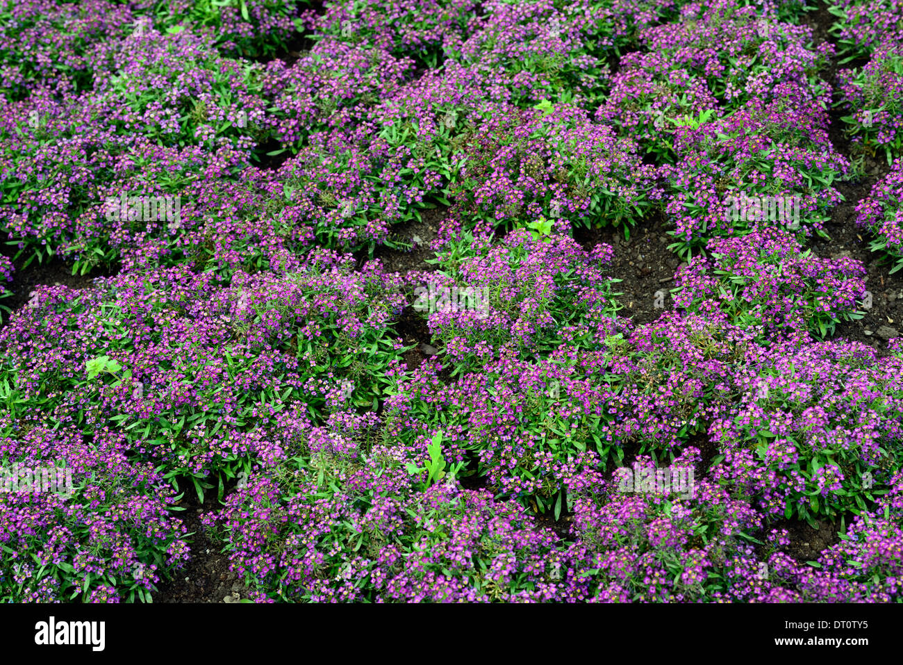 lila blühende Beetpflanze jährliche Jahrbücher Bodendecker lila blühende  Beetpflanze jährliche Jahrbücher Bodendecker Stockfotografie - Alamy