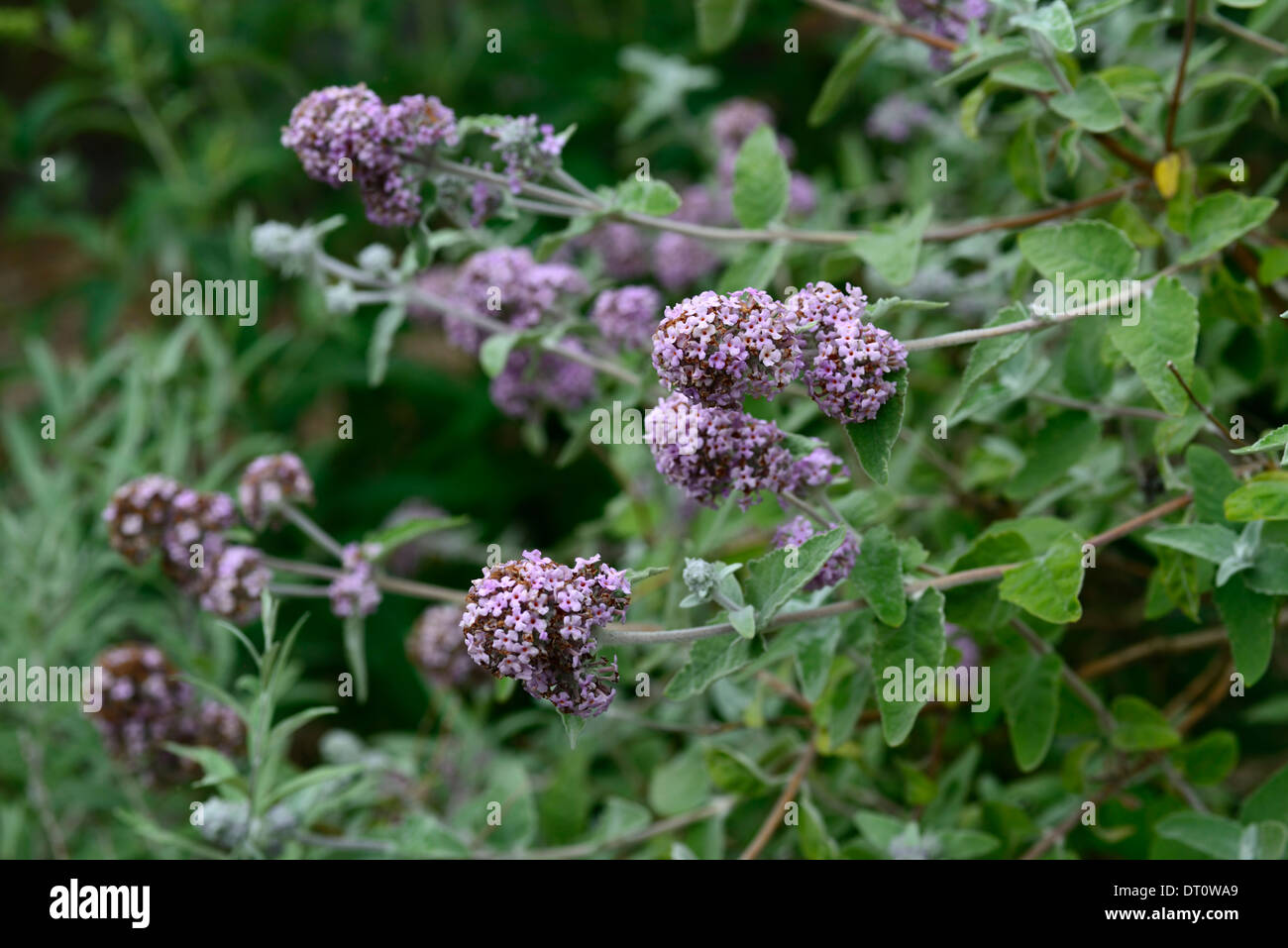 Buddleja Crispa Hybrid Pflanzenportraits lila Blumen Turmspitzen sommergrüne Sträucher Sommer selektiven Fokus Buddleja Himalaya Stockfoto