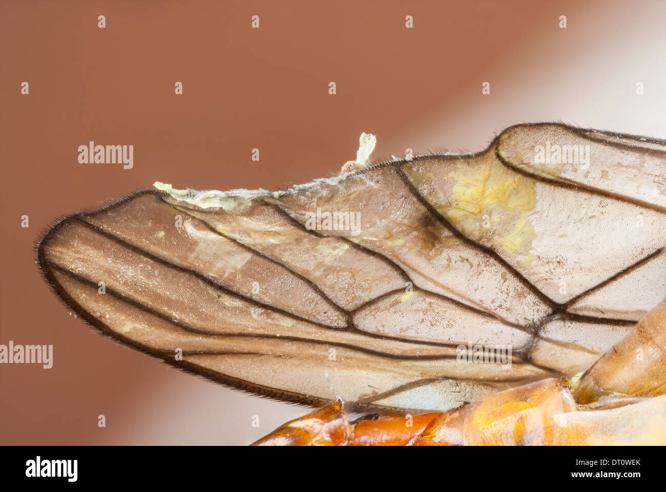 Nahaufnahme von einem Insekt gebrochenen Flügel Stockfoto