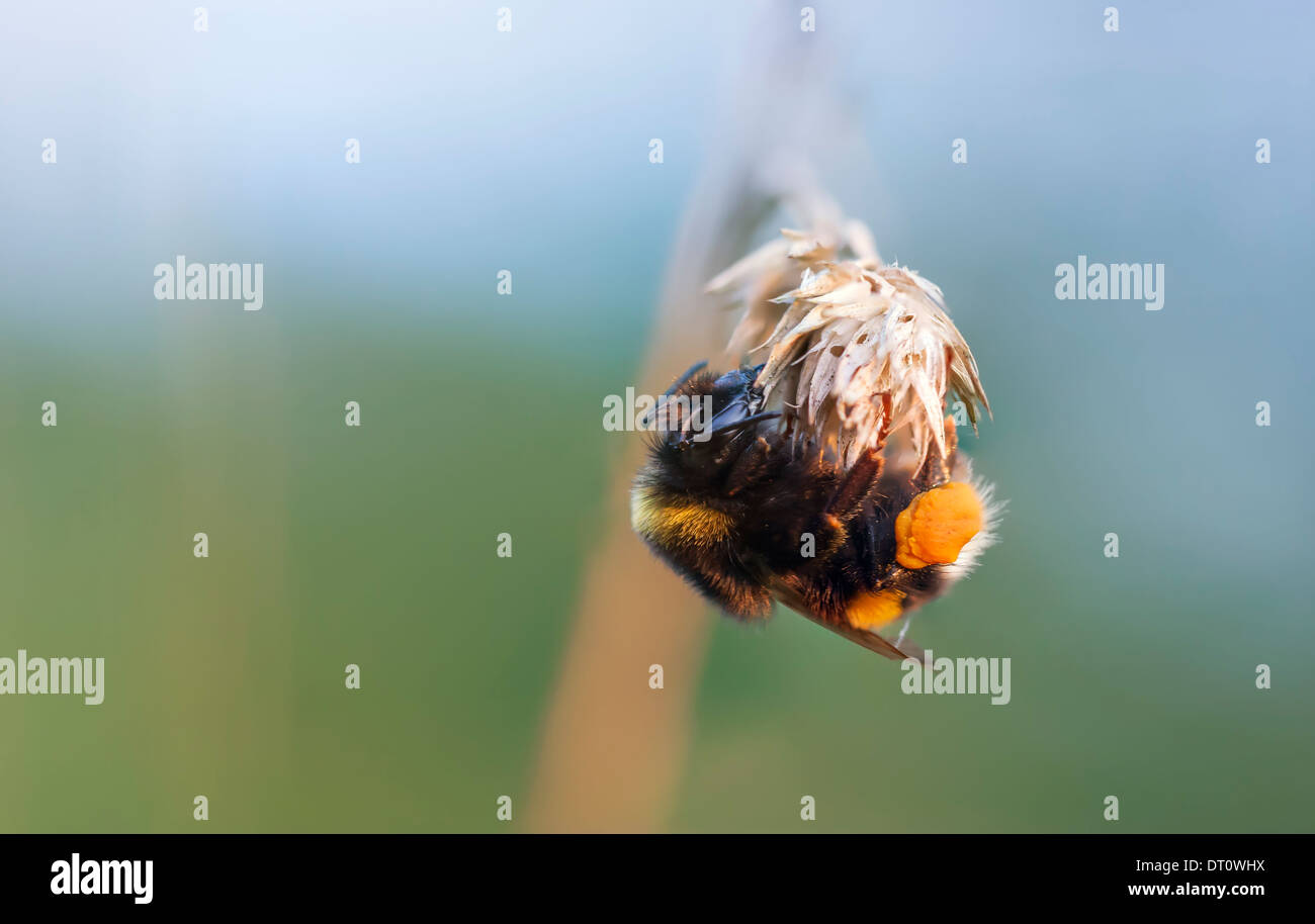 Biene mit gelben Honig Taschen hängen an einer Pflanze-Stroh Stockfoto