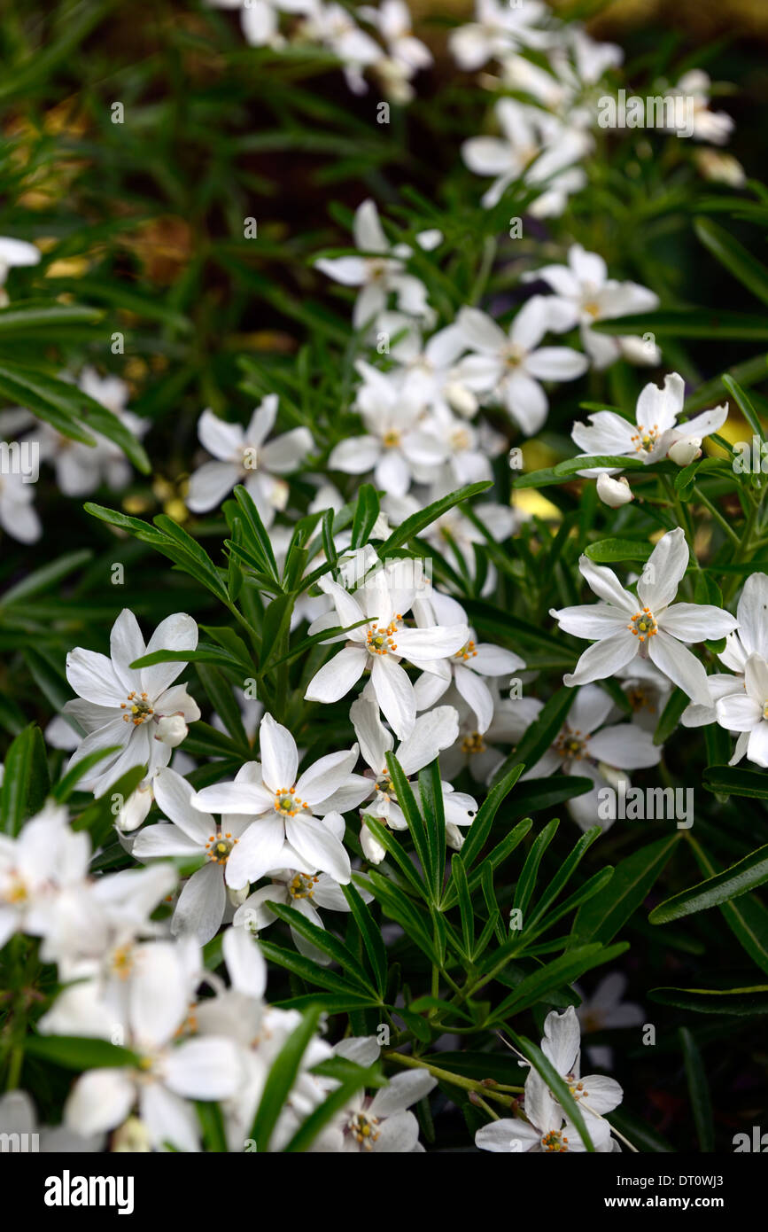 Choisya Ternata Aztec pearl weiße Blumen Blüte sommergrüne Sträucher