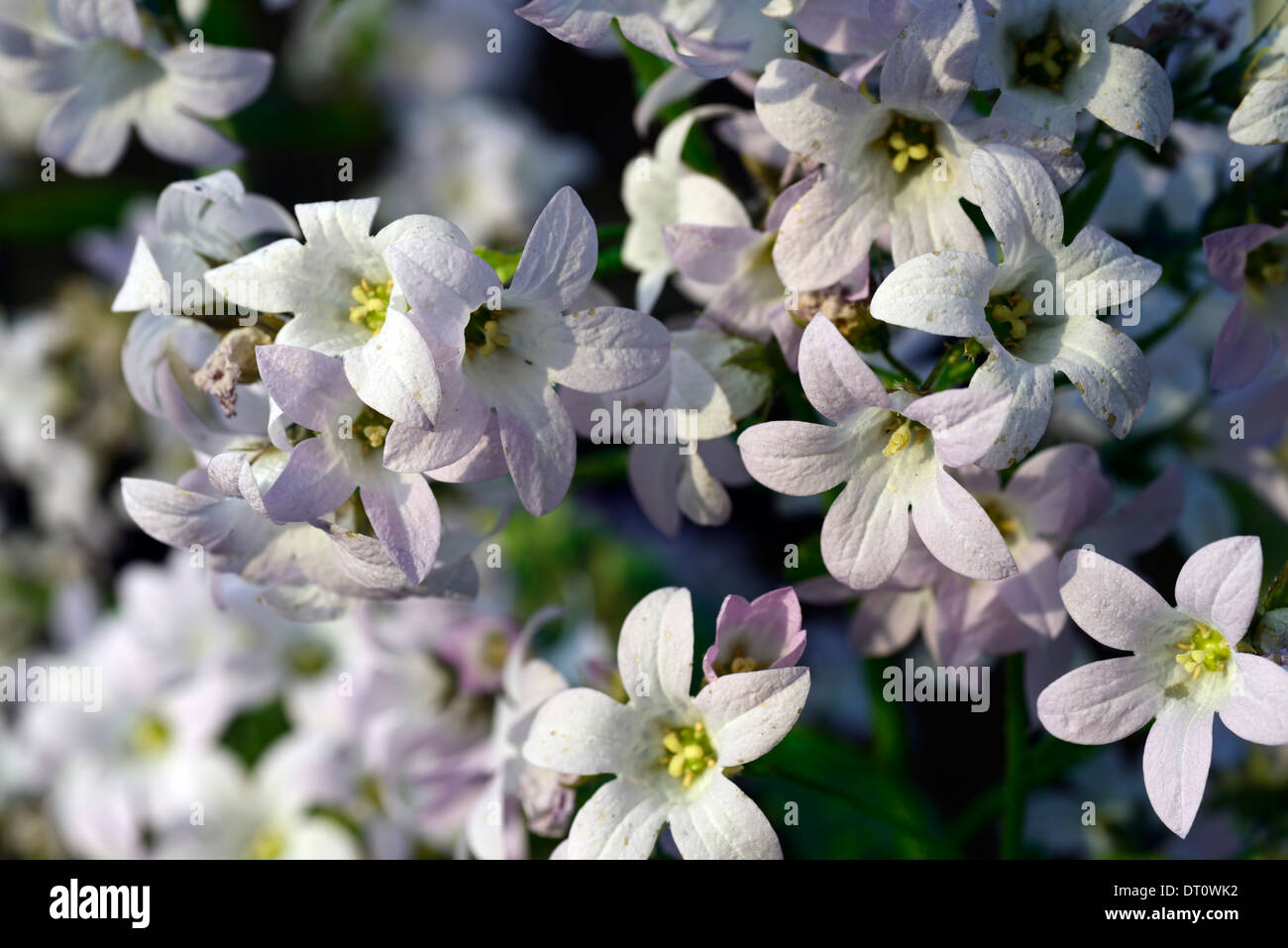 Campanula Persicifolia Alba weiße Form Blume Blumen Blüte Pfirsich blättrige Glockenblume Stockfoto