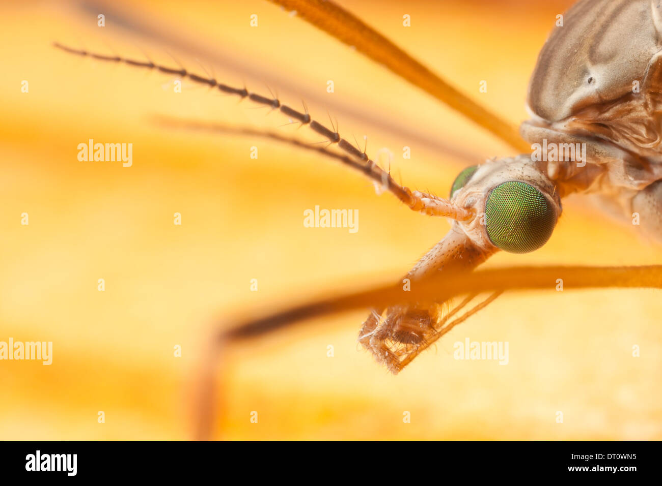 Extreme Nahaufnahme Portrait einer großen Mücke Kopf Stockfoto