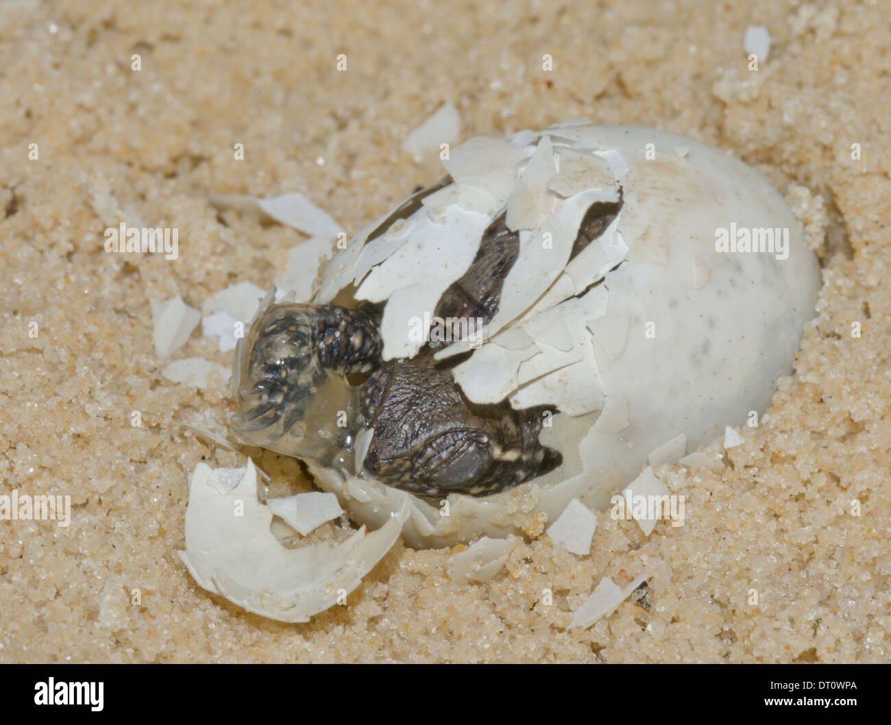 Europäische Teichschildkröte (Emys orbicularis) schlüpft aus Ei. Sequenz 7 (ab 20) Stockfoto