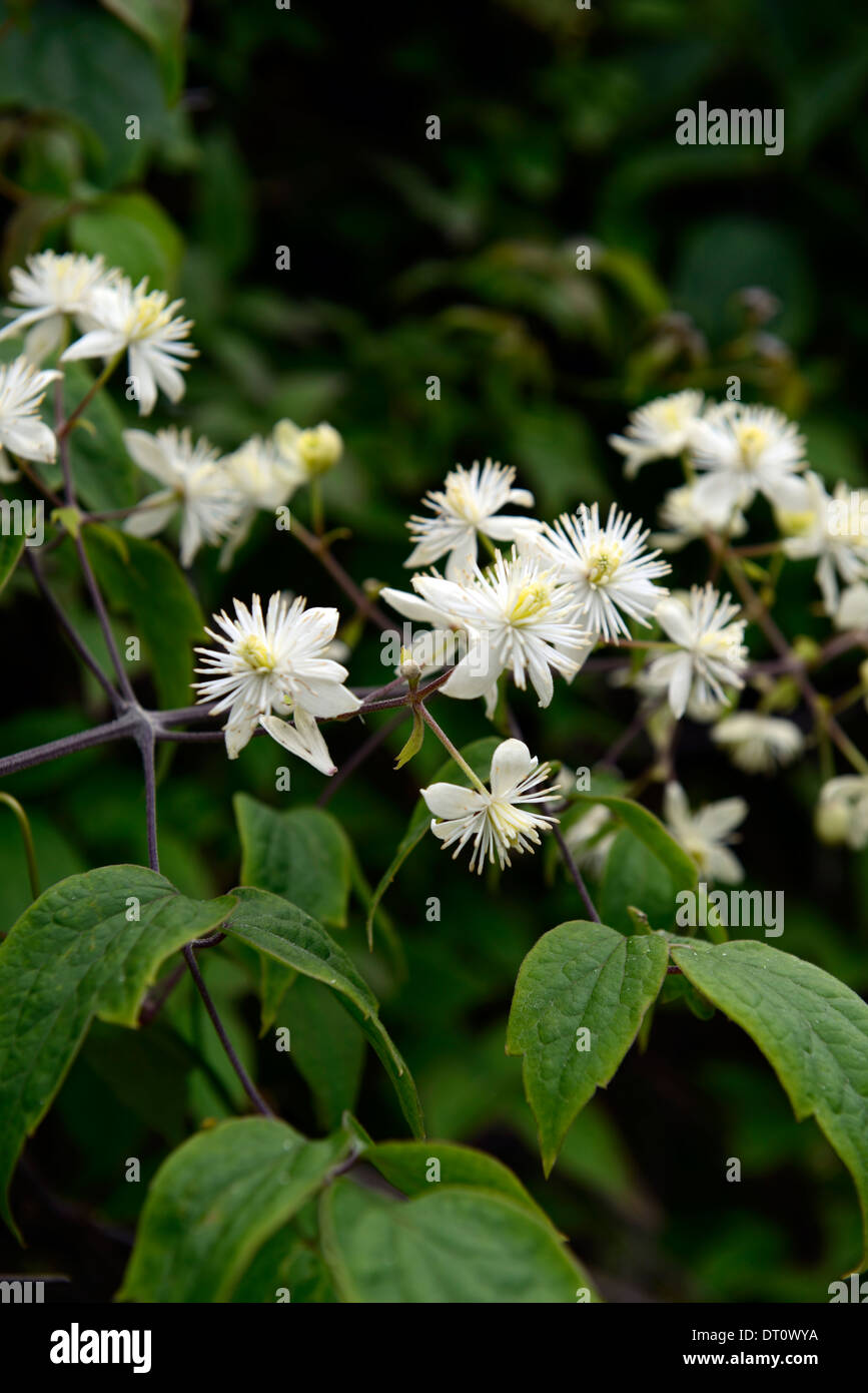 Clematis Tibetana Var Vernayi weißen Samen Köpfe Sommer blühenden Blumen Kletterer Klettern Pflanze Kletterer Stockfoto
