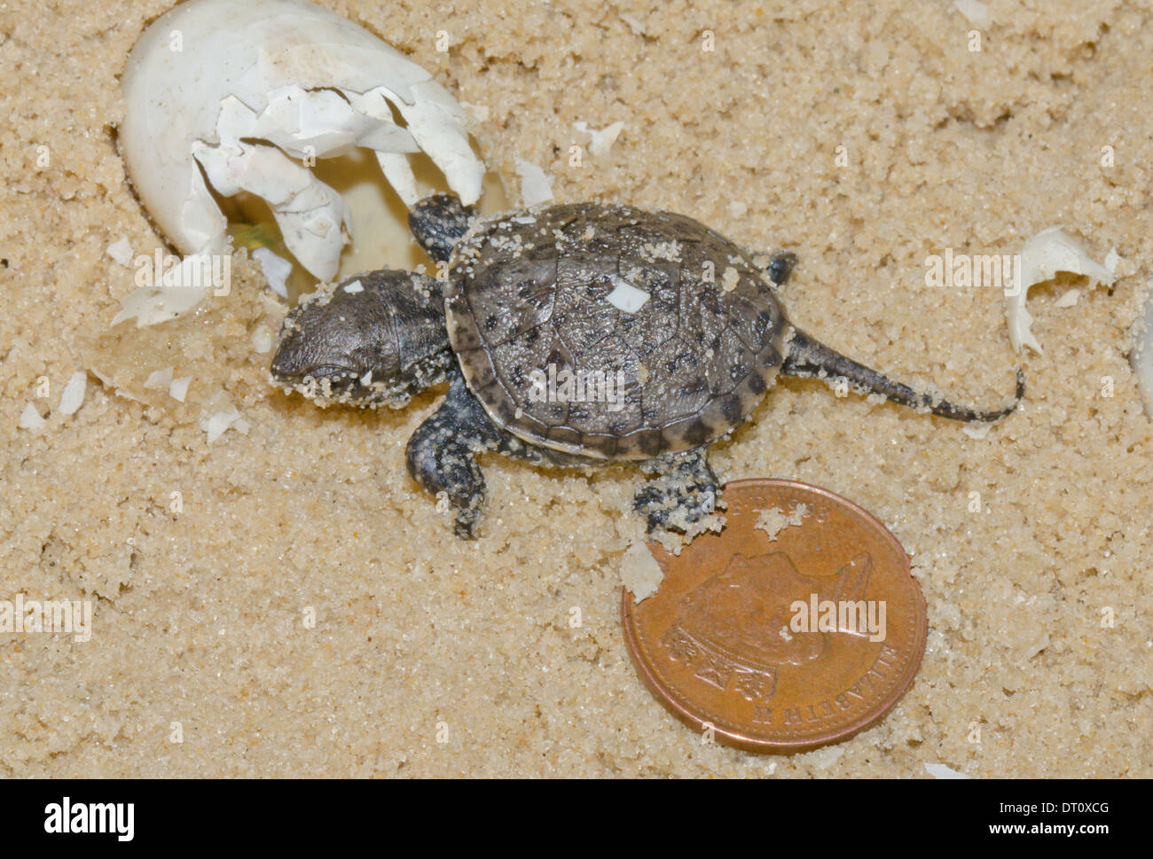 Europäischen Teich Schildkröte mit zwei Pence Münze & Ei bleibt (Emys Orbicularis) Sequenz 20 (von 20) Stockfoto