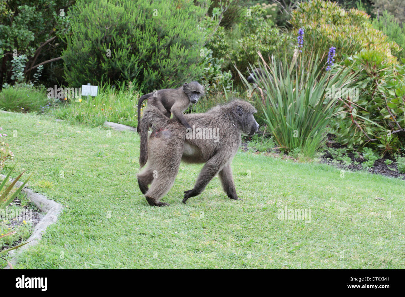 Weiblicher Pavian mit ihrem Kind auf dem Rücken in Harold Porter Botanical Garden in Bettys Bay Stockfoto