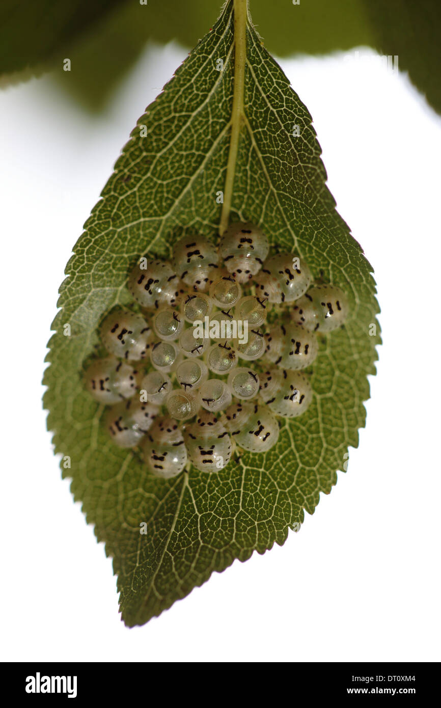 Insekten eier Fotos und Bildmaterial in hoher Auflösung Alamy