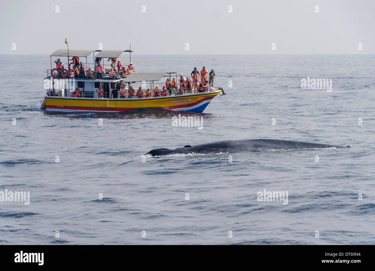 Blue Whale - Whale-watching Sri Lanka Mirissa Stockfoto