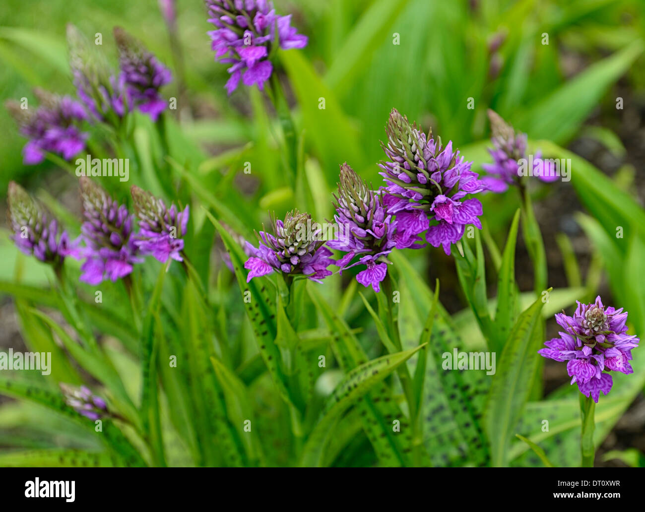 Dactylorhiza X braunii lila Blume Blumen grüne Laub Blätter Pflanzen Stauden Marsh Orchideen blühen terrestrischen Orchideen Stockfoto
