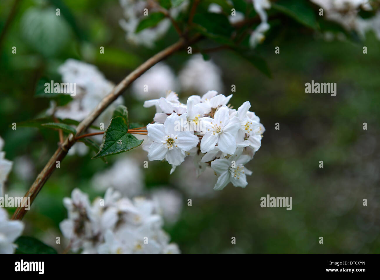 Deutzie Elegantissima Conspicua weiße Blumen Blume Blüte Frühling