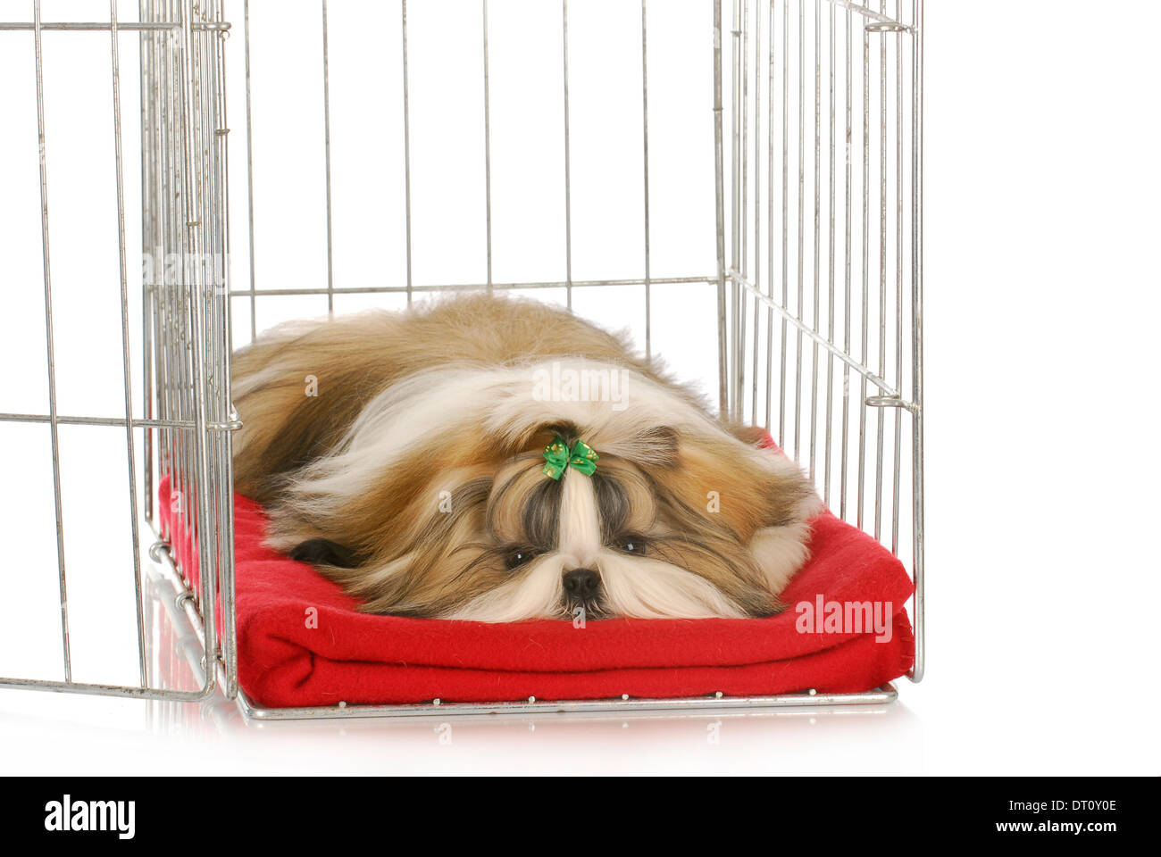 Shih Tzu Welpen Verlegung in Hundebox auf roter Decke Stockfotografie -  Alamy