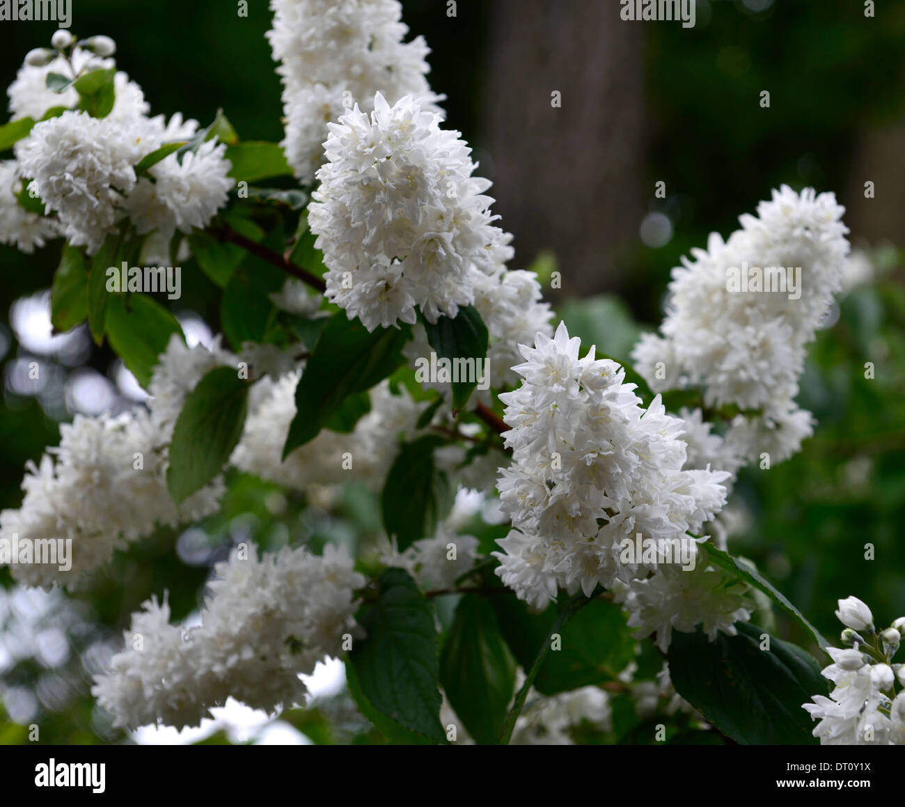 Deutzie X magnifica weiße Blüten Blume Blüte Frühling Strauch Sträucher