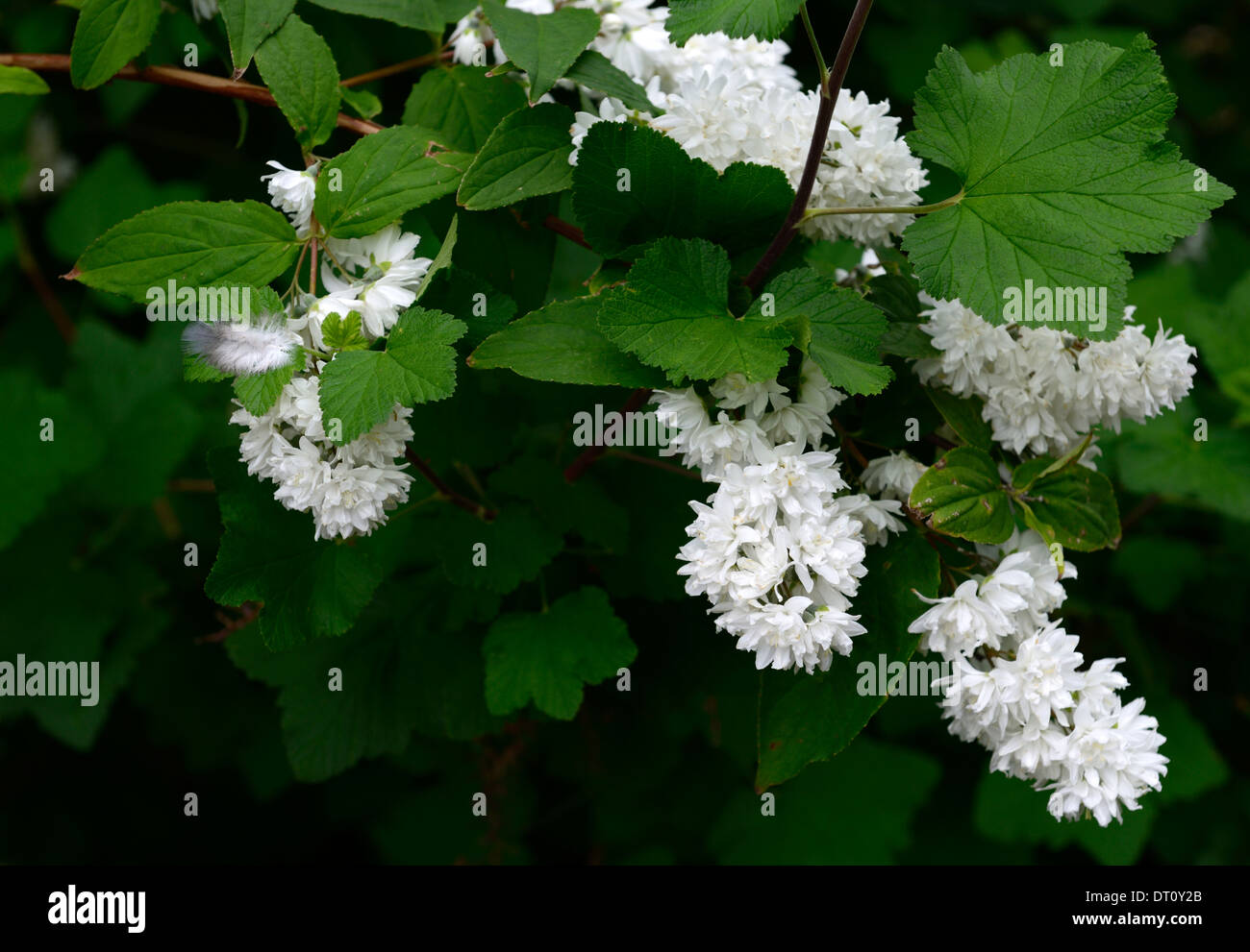 Deutzia x magnifica Fotos und Bildmaterial in hoher Auflösung Alamy