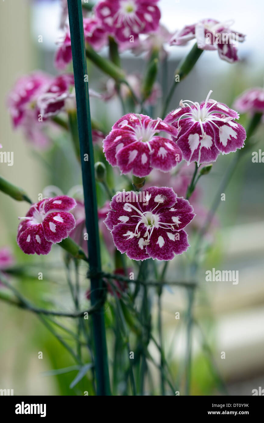 Dianthus caryophyllus Fotos und Bildmaterial in hoher Auflösung Alamy