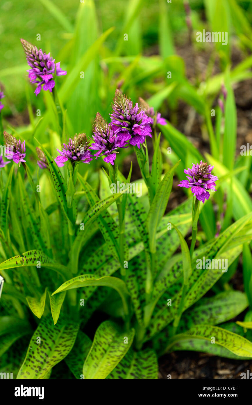 Dactylorhiza X braunii lila Blume Blumen grüne Laub Blätter Pflanzen Stauden Marsh Orchideen blühen terrestrischen Orchideen Stockfoto