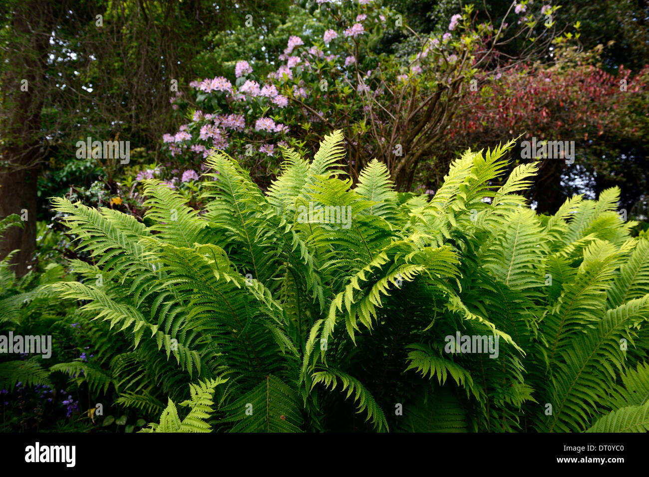 Federball Farn Matteuccia Struthiopteris grüne Wedel Wedel Farne rosa Rhododendron Blüten Schatten schattige schattigen Garten-Gärten Stockfoto