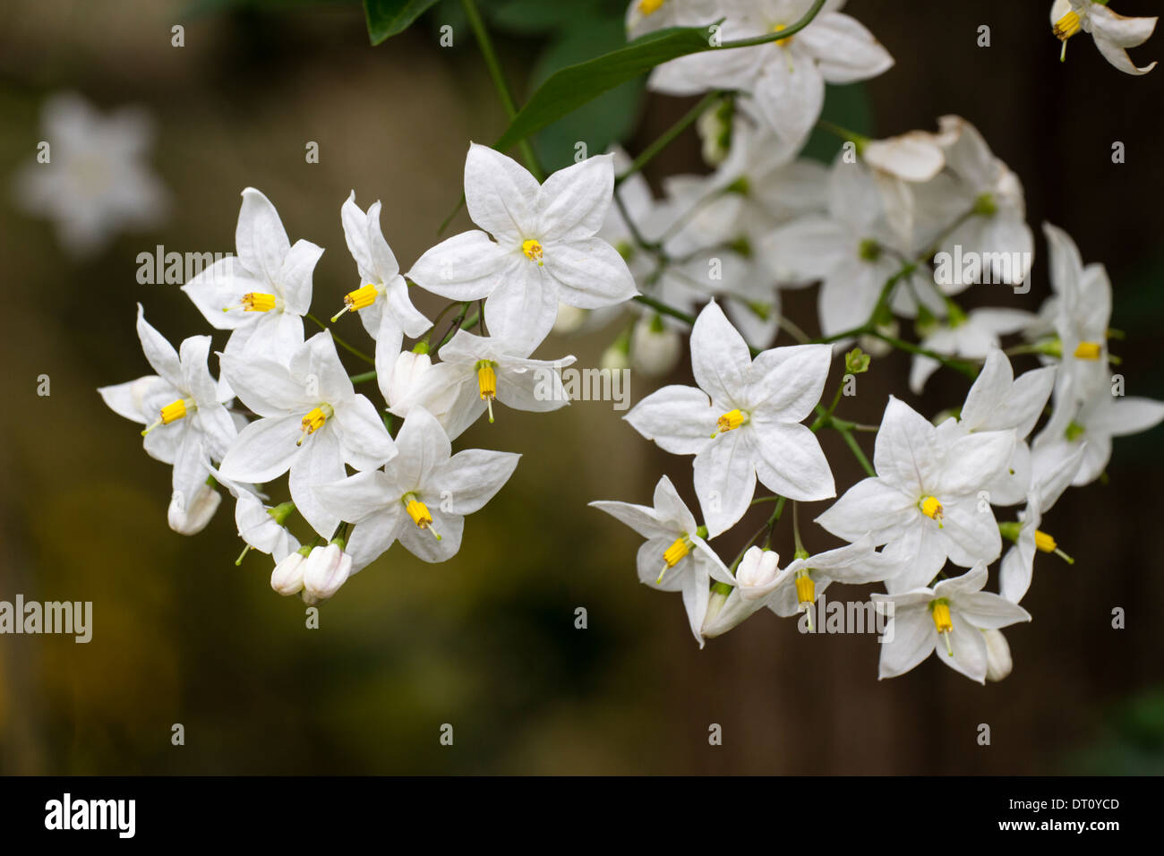 Weiß blühende Kletterpflanze, Solanum Laxum "Album Stockfotografie Alamy