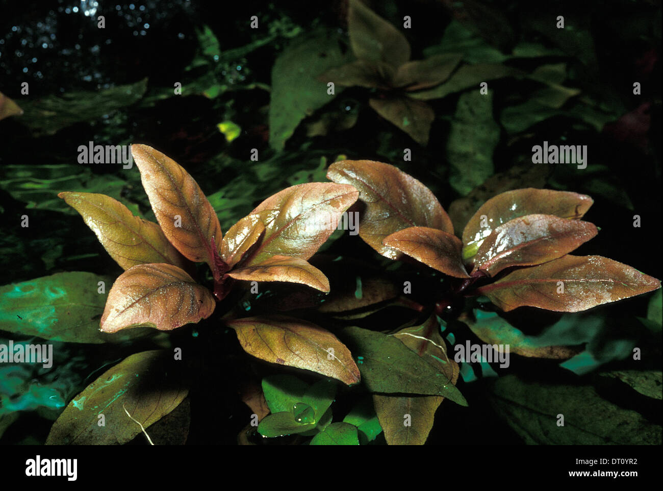 Alternanthera Reineckii 'Roseafolia' Amaranthaceae Südamerika Stockfoto