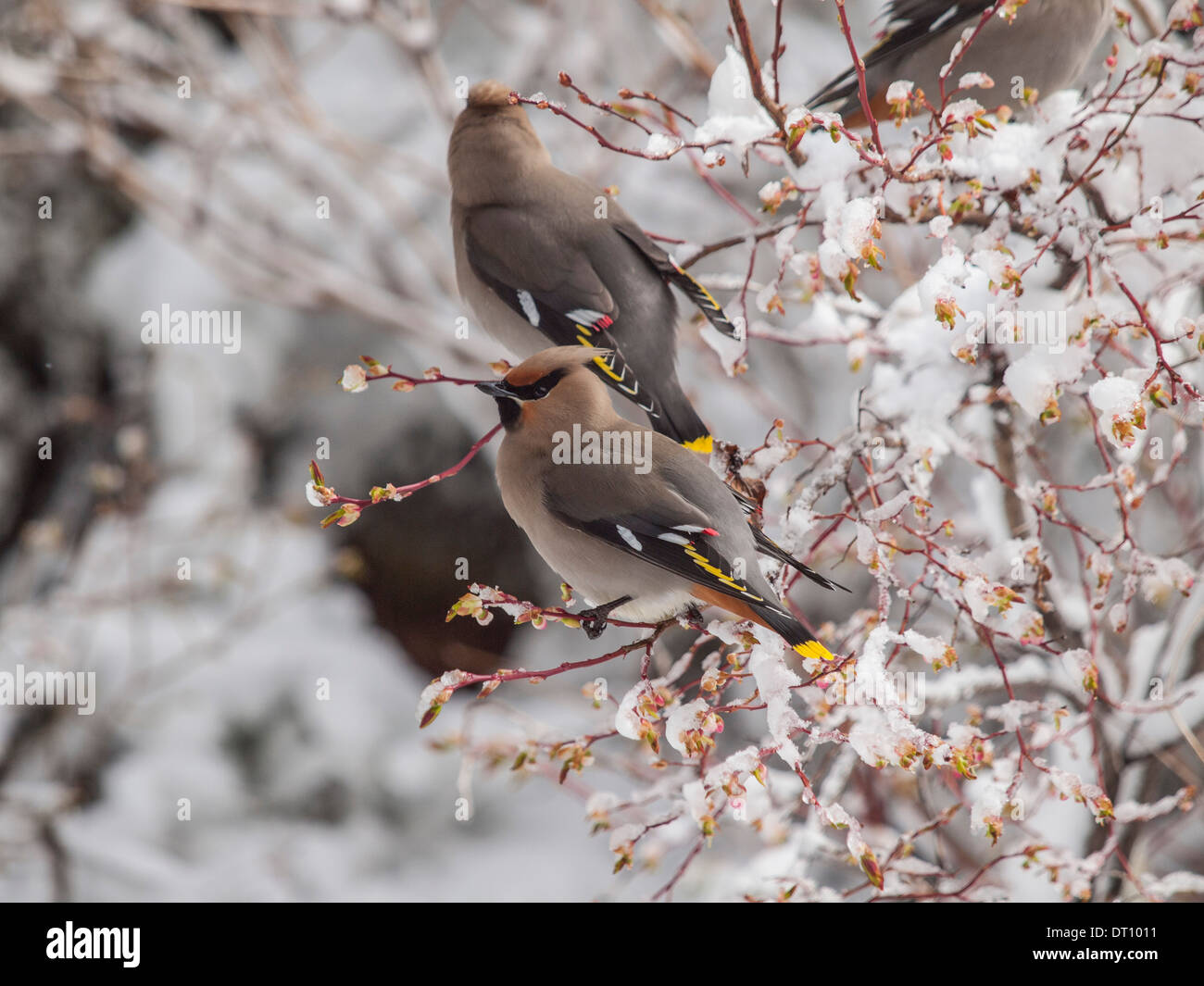 Alaska-Wild und natürliche Stockfoto