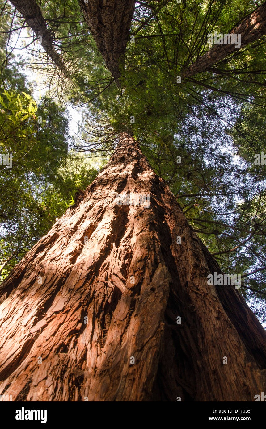Redwood Stockfoto