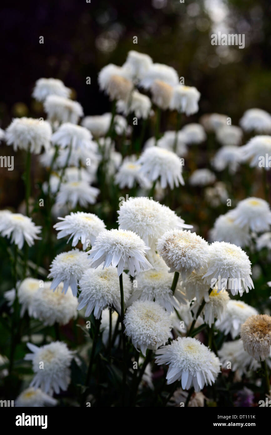 Leucanthemum x superbum Wirral supreme weiße Blumen Blume Blüte Doppel Shasta Daisy Gänseblümchen Stockfoto