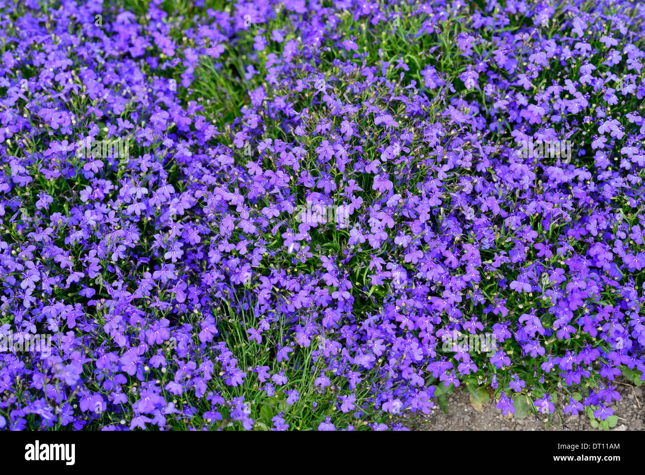 Lobelia Erinus kobaltblauen blau lila Blumen Blüte Blüten Nahaufnahmen Nahaufnahmen USV Jahrbücher Bettwäsche-Seen Stockfoto