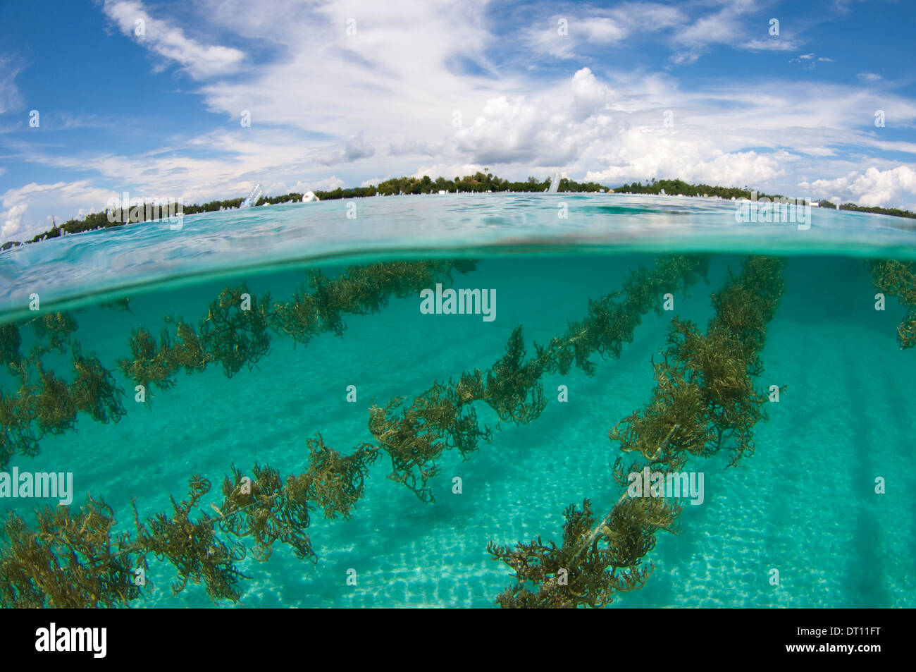 Algen Landwirtschaft split-Bild mit Insel Halmahera, Molukken, Indonesien Stockfoto
