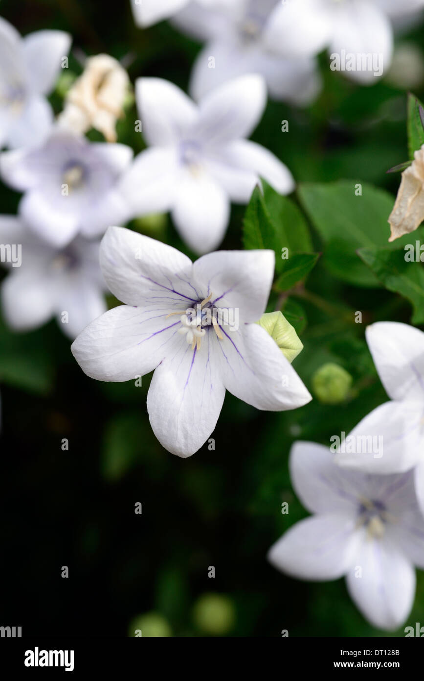 Platycodon mehrblütigen Alba weiße Ballon Blume Campanula Grandiflora  chinesischen japanischen Glockenblume Toraji Blumen blühen Stockfotografie  - Alamy