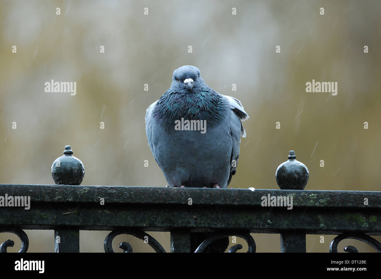 Taube trotzten den Regen auf einem Park-Tor Stockfoto