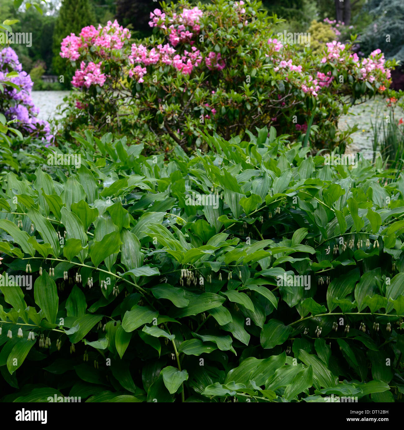 Polygonatum Multiflorum Solomons Rhododendron rosa lila Frühling Siegel Blumen Blüte grün weißen Stauden Laub Blätter Stockfoto