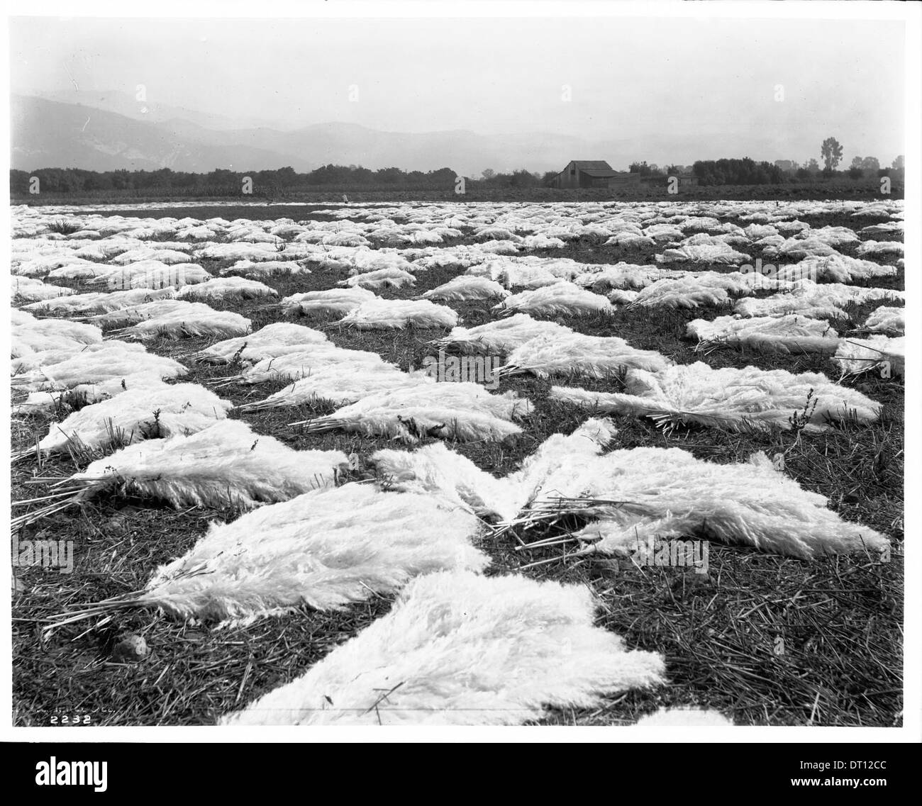 Eine Fotografie aus dem Jahr 1903, die ein Feld mit Pampas-Grasfedern zeigt, das in der Sonne trocknet und eine Agrar- oder Umweltszene aus dem frühen 20. Jahrhundert hervorhebt. Stockfoto