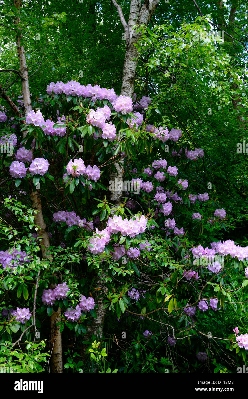 Rhododendron lila lila Blumen Blume Blte Baum Strauch Ericaceen Pflanze  weien Stamm Rinde Birke Baum Mischung gemischt, Pflanzung Stockfotografie  - Alamy