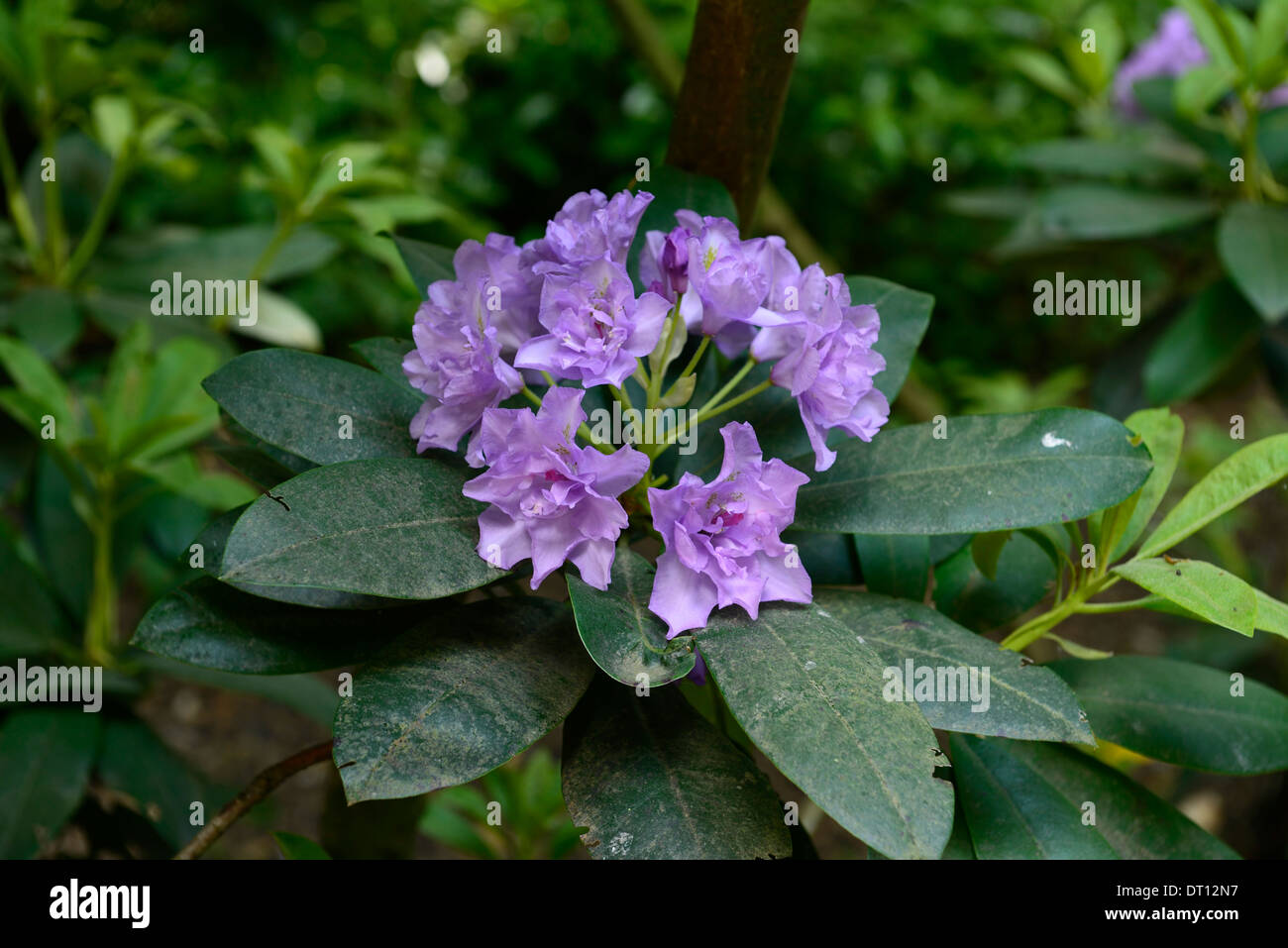 Rhododendron Fastuosum Flore Pleno lila lila Blüten Blume Baum Strauch Ericaceen Blütenpflanze Stockfoto