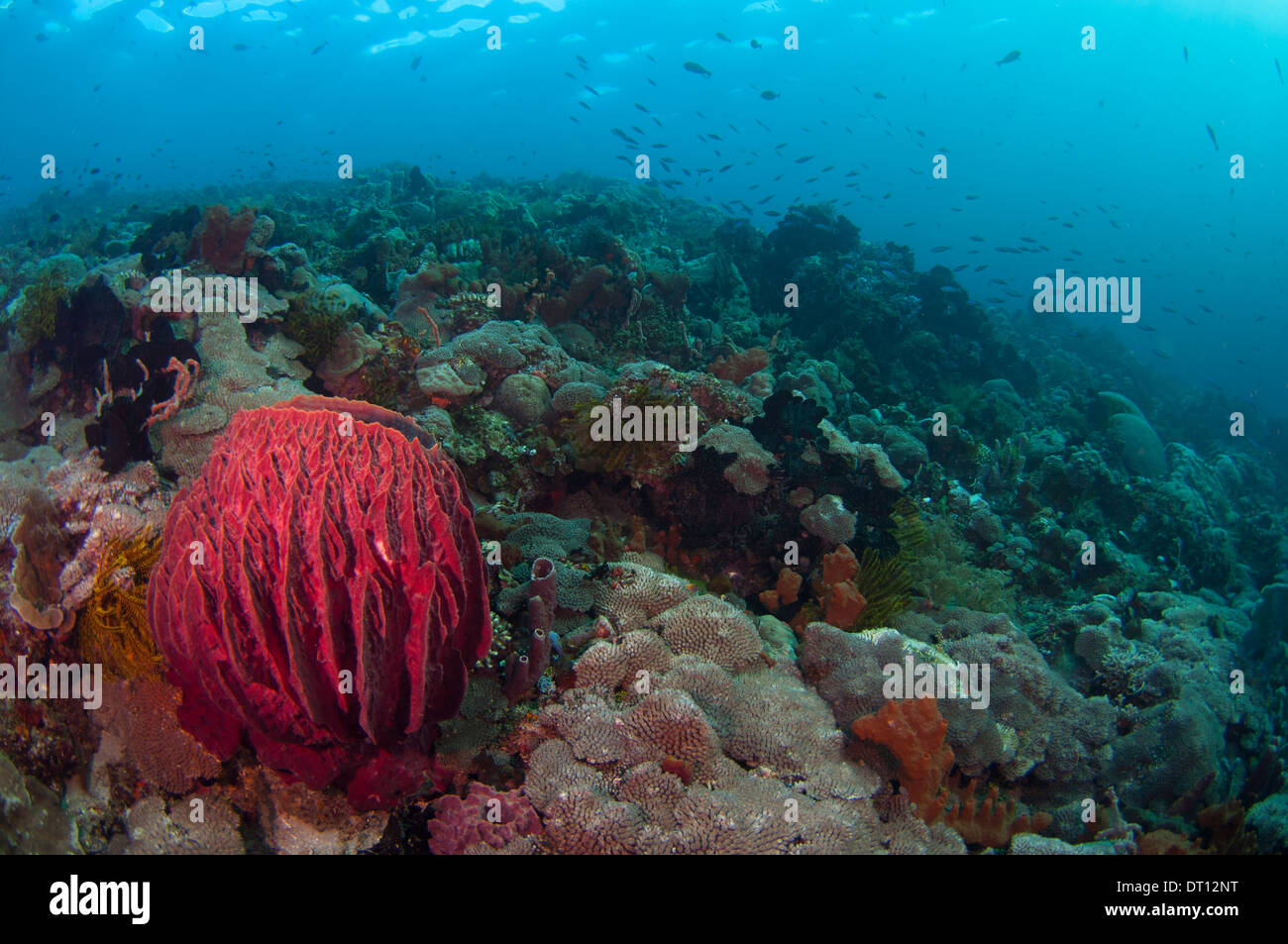 Seelandschaft, gesunden Korallenriff, Halmahera, Molukken, Indonesien Stockfoto