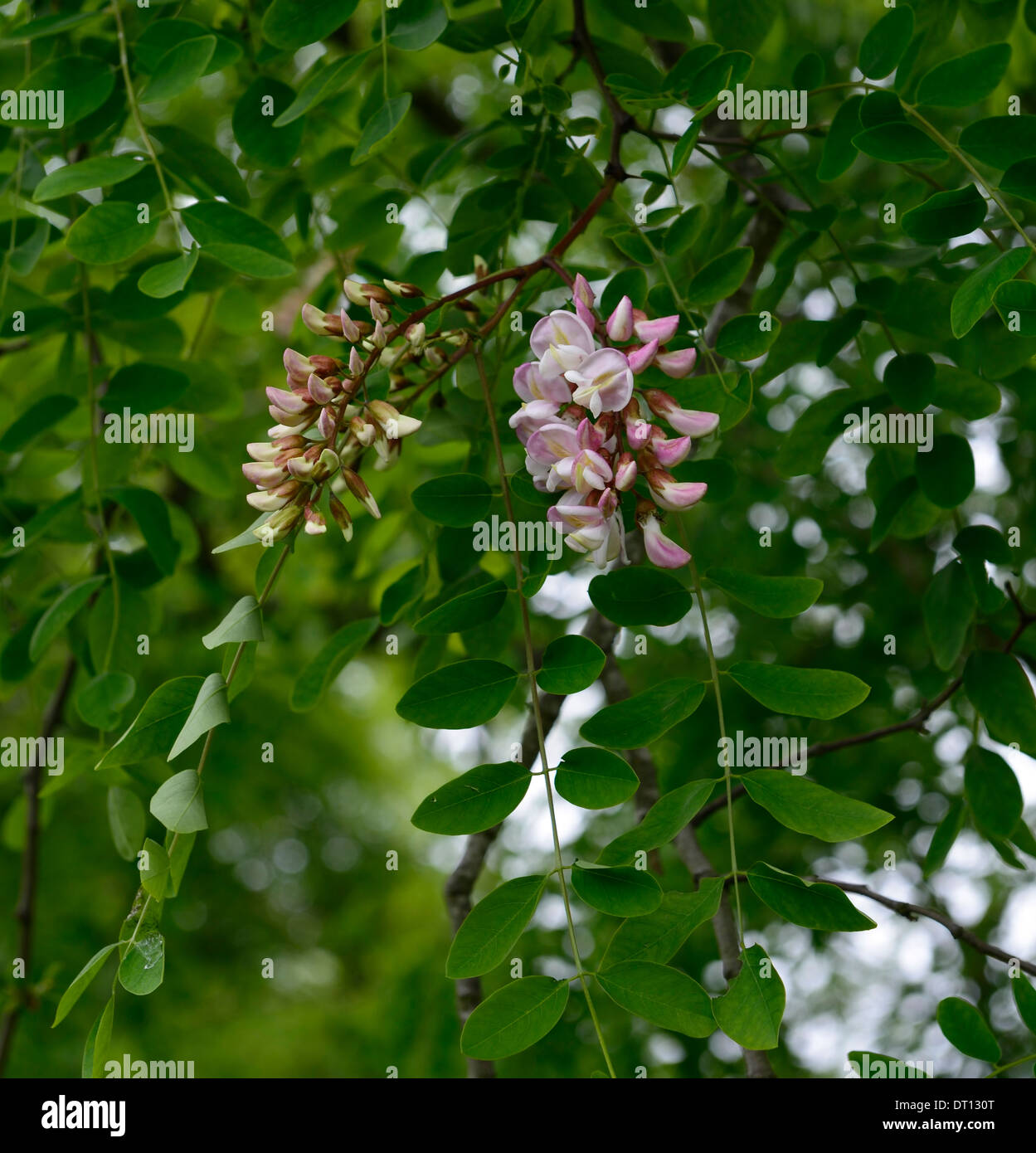 Robinia Luxurians Blumen Blume Blüte sommergrüne Baum hängenden Blütentrauben Blütenstand Stockfoto