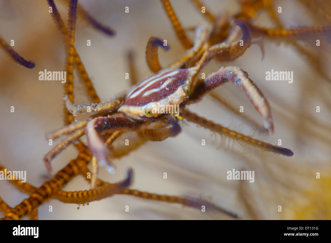 Juvenile Ellenbogen Crinoid Krabbe, Harrovia Albolineata Nahaufnahme von einzelnen, Halmahera, Molukken, Indonesien Stockfoto