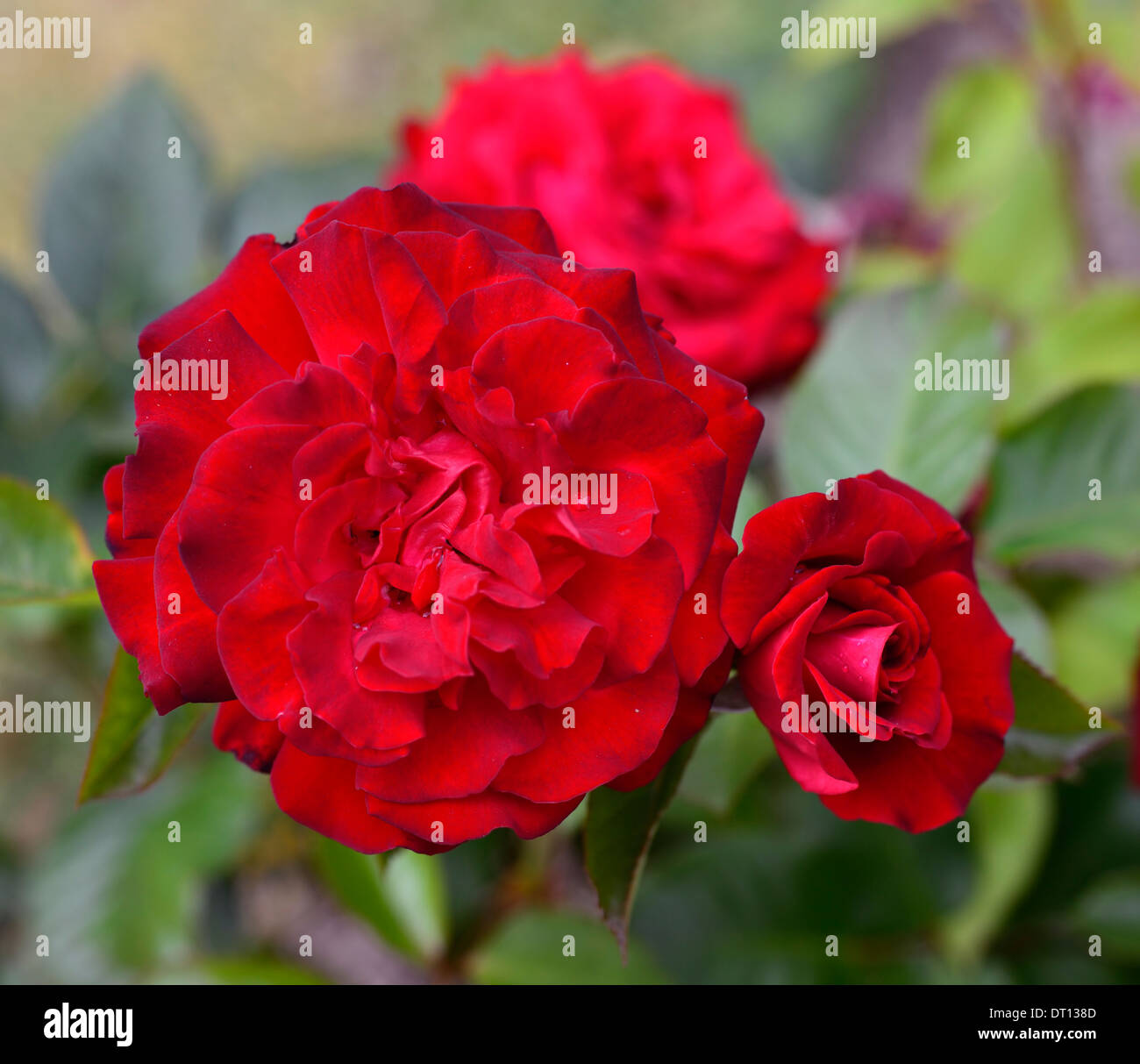 Frohe Tantide Floribunda Rosa rose Rosen rote Blume Blumen blühen, blühen, Blüte Stockfoto