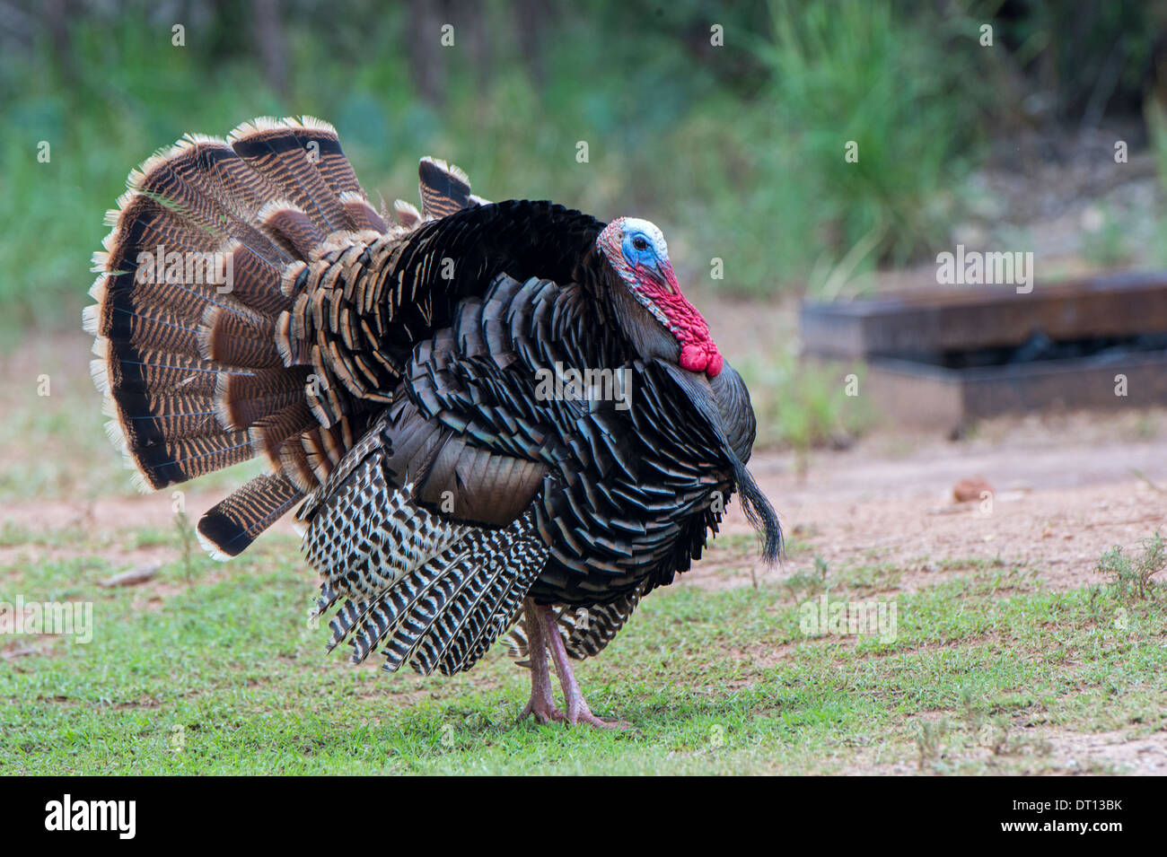 Bild in Palo Doro Canyon State Park in Texas Stockfoto