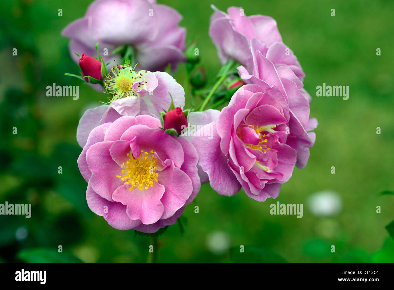 Rosa Glück Frylucy rose Rosen rosa lila Blüte Blume Edelrosen duftenden duftenden duftenden Blumen Blüte Blüte blüht Stockfoto