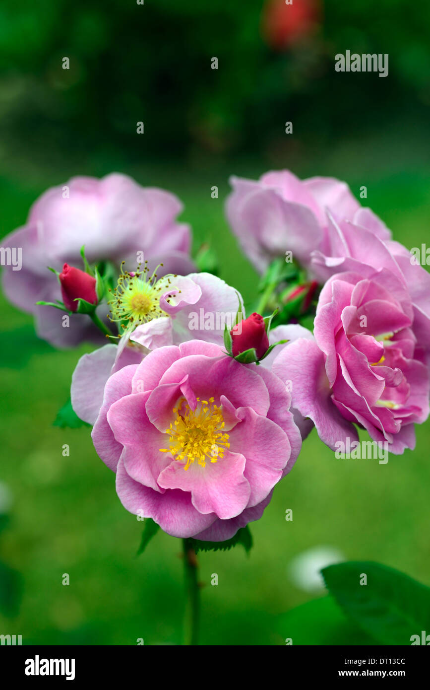 Rosa Glück Frylucy rose Rosen rosa lila Blüte Blume Edelrosen duftenden duftenden duftenden Blumen Blüte Blüte blüht Stockfoto