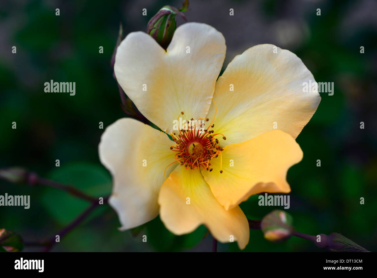 Rosa Frau Oakley Fisher Hybride Terosen Rosenbusch gelb Apricot Blumen blühen Blüte Blüten blühen Blüte Stockfoto