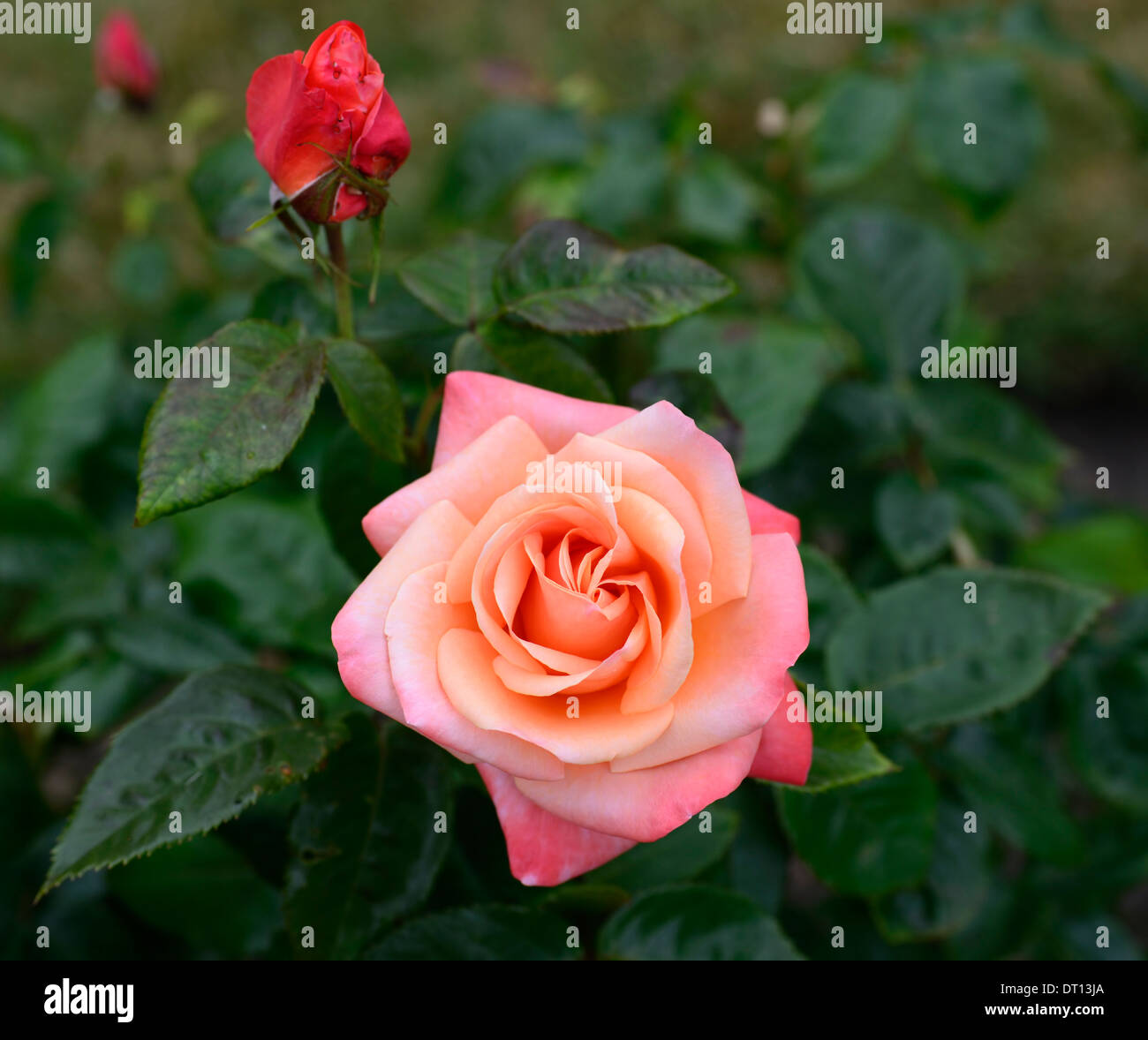 Silver jubilee roses -Fotos und -Bildmaterial in hoher Auflösung – Alamy
