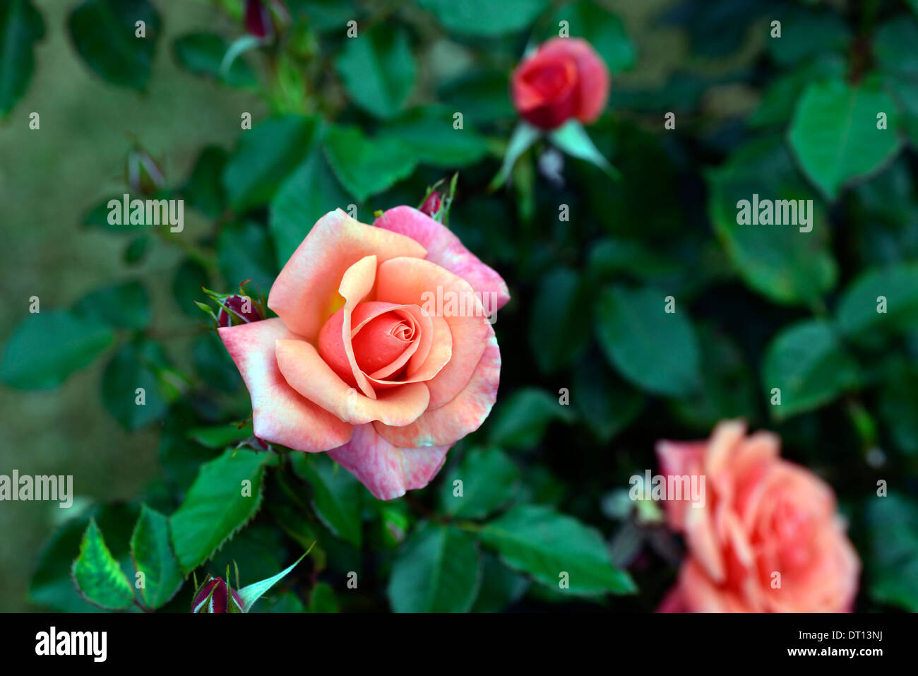 Rosa, rosa Strauch wollen rose Blume Blumen Blüte Rosen Stockfoto