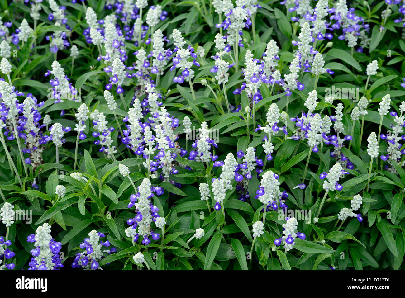 Salvia Farinacea Striata Mealycup Salbei Blau Silber Blumen Blüten mehrjährige blühende Blüte blühenden Pflanzenportraits Stockfoto