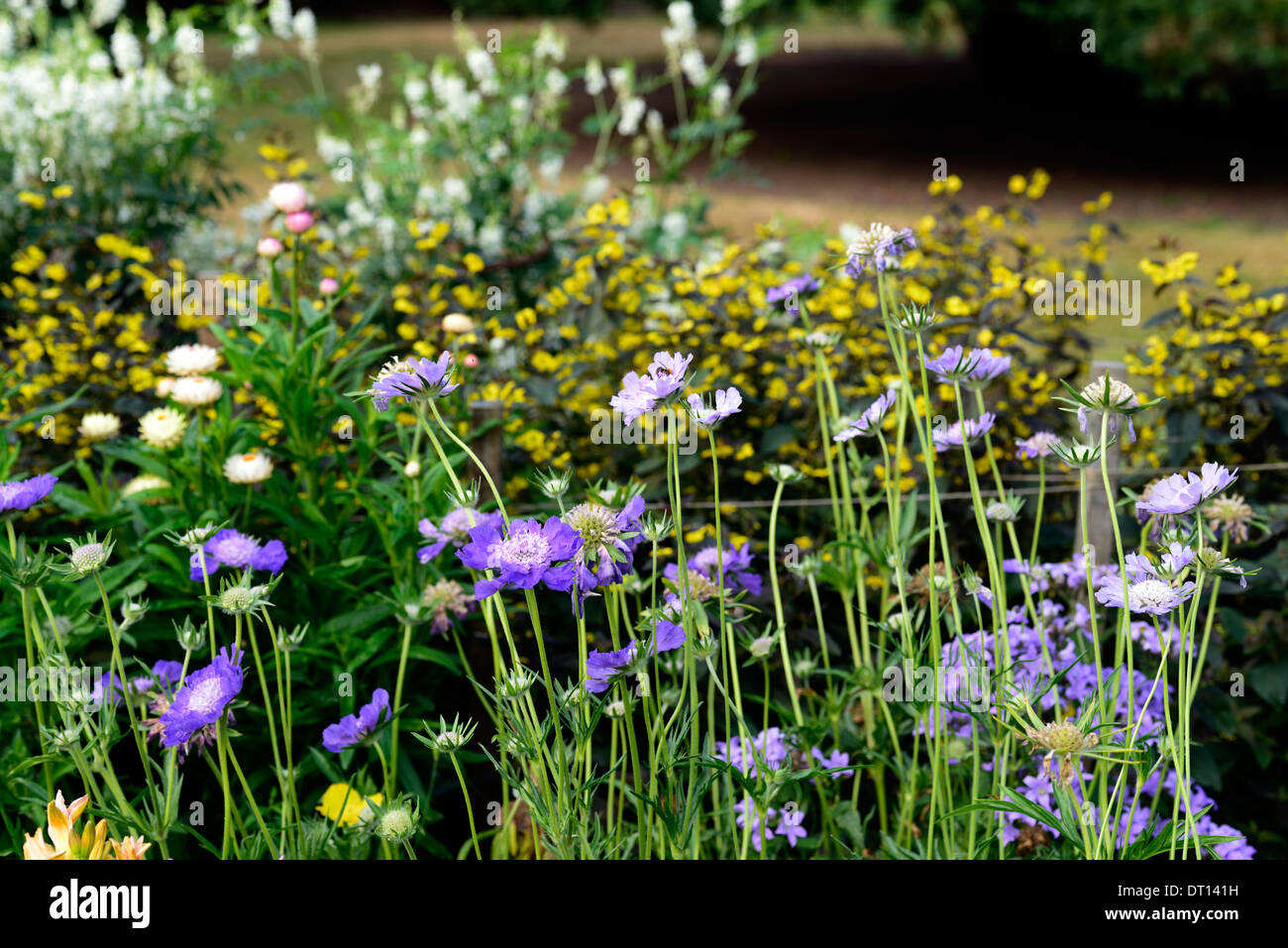 Scabiosa Caucasica Fama Witwenblume Jahrbücher blau Nähe Ups Farben Farben blühenden Blumen Pflanzen Porträts lila Stockfoto