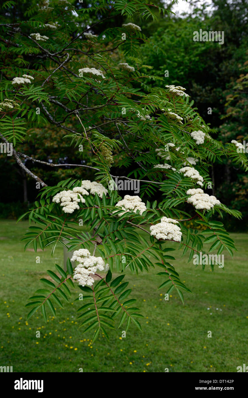 Sorbus Americana Frühjahr weiße laubabwerfende Bäume Blumen Blüten Pflanzen Porträts Blüte Nahaufnahme selektiven Fokus Stockfoto