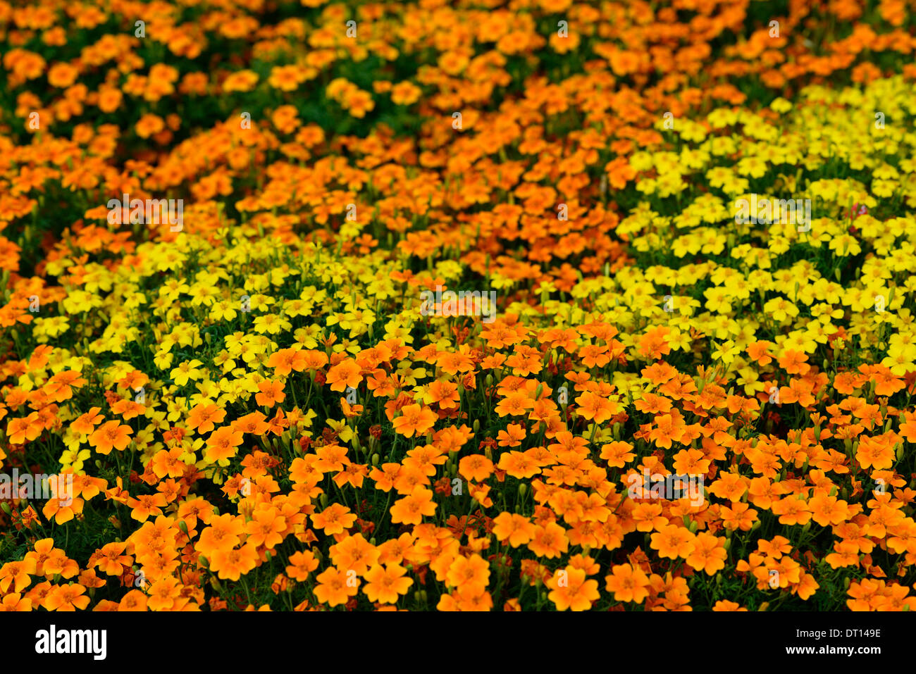 Tagetes Tenuifolia "Tangerine Gem" Signata Pumila Signet französische Ringelblume orange Blume Blüte Blüte einjährige Pflanze Stockfoto