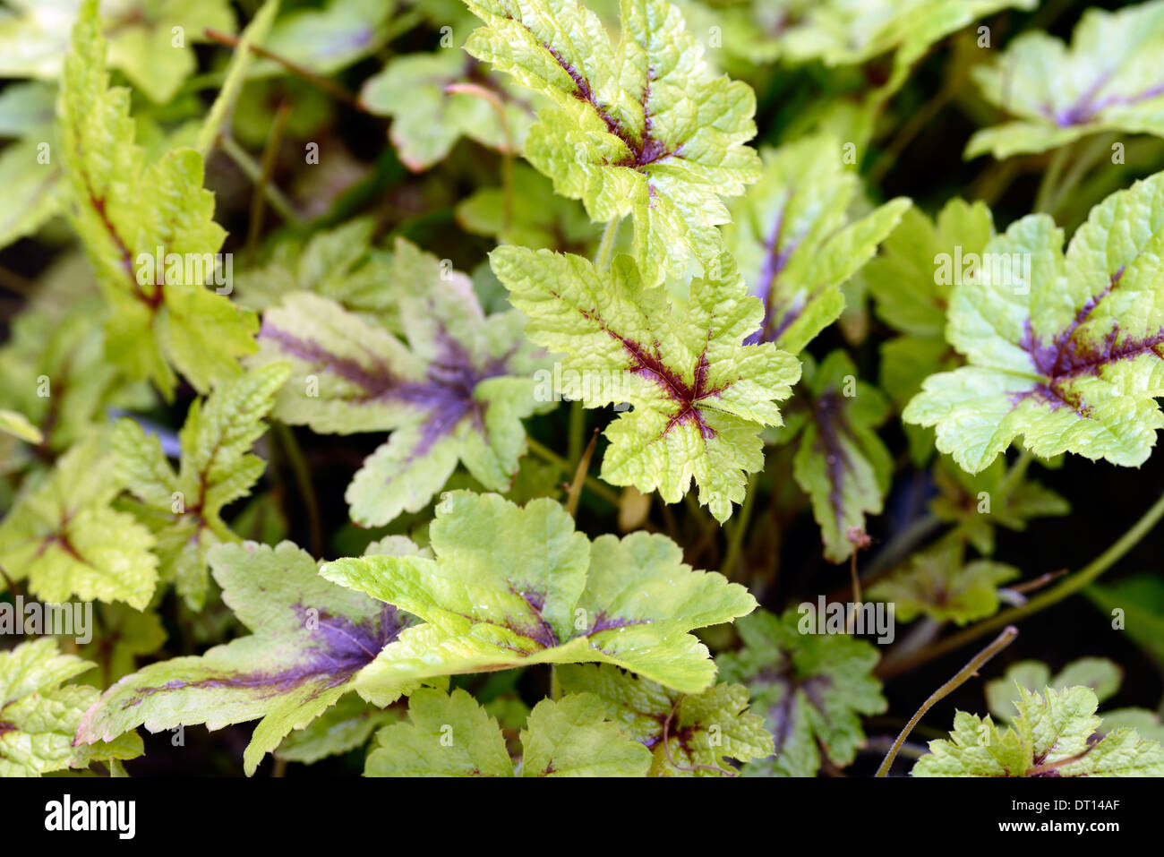 Tiarella Braveheart Laub Blätter Bodendecker Schatten schattige schattigen Holz Wald Garten Pflanze Blume Foamflower mehrjährige Stockfoto